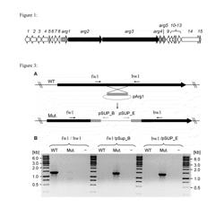 Synthetic pathway enzymes for the production of argyrins