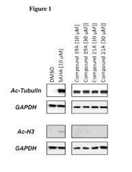 CYCLOALKENYL HYDROXAMIC ACID DERIVATIVES AND THEIR USE AS HISTONE DEACETYLASE INHIBITORS