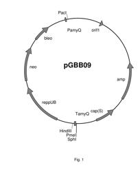 ALPHA-AMYLASE VARIANTS