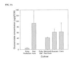 PLANT CELL CULTURE FOR PRODUCTION OF NATURAL PRODUCTS WITH REDUCED FLUCOSINOLATE CONTAMINATION