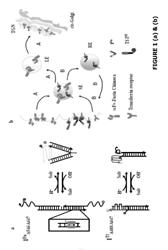 METHODS OF MULTIPLEXING DNA SENSORS AND LOCALIZING DNA SENSOR