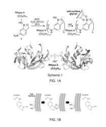 Boronate-mediated delivery of molecules into cells