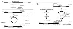 Microbial strains producing sphingoid bases or derivatives thereof