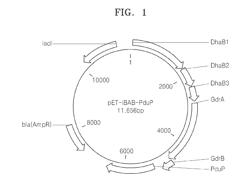 MICROORGANISM HAVING NOVEL ACRYLIC ACID SYNTHESIS PATHWAY HAVING ENHANCED ACTIVITY OF COA ACYLATING ALDEHYDE DEHYDROGENASE AND METHOD OF PRODUCING ACRYLIC ACID USING THE SAME