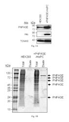 Methods and compositions for regulating RNA import into mitochondria