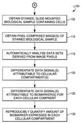 Reproducible quantification of biomarker expression