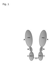 MIC-1 FUSION PROTEINS AND USES THEREOF