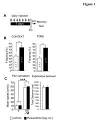 Cognitive performance with sirtuin activators