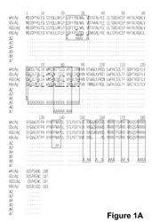 RODENT HEPADNAVIRUS CORES WITH REDUCED CARRIER-SPECIFIC ANTIGENICITY