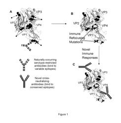 Immunogenic Human Rhinovirus (HRV) Compositions