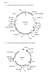 Methods and means for the production of Ig-like molecules