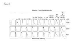 Human cytomegalovirus neutralizing antibodies and use thereof