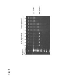 METHODS FOR THE PRODUCTION OF LIBRARIES FOR DIRECTED EVOLUTION