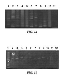 METHOD FOR EVALUATING AN IMMUNOREPERTOIRE