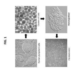 MESENCHYMAL STROMAL CELLS AND USES RELATED THERETO