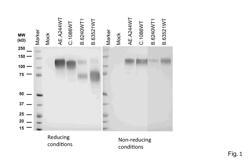 RECOMBINANT PRODUCTION OF HIV-1 ENVELOPE GLYCOPROTEINS