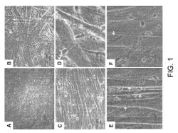 Synthetic mammalian neuromuscular junction and method of screening for a candidate drug thereon