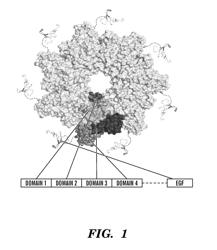 MODIFIED MICROBIAL TOXIN RECEPTOR FOR DELIVERING AGENTS INTO CELLS