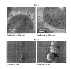 Extracellular vesicles derived from Gram-positive bacteria, and use thereof