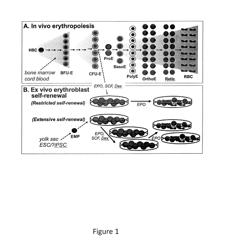 Human Extensively Self-Renewing Erythroblasts (ESRE)