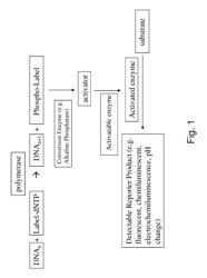 SEQUENCING NUCLEIC ACIDS BY ENZYME ACTIVATION