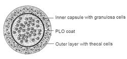 Encapsulated cells for hormone replacement therapy