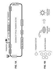 Modified cell lines for increasing lentiviral titers