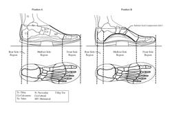 Footwear with Dynamic Arch System