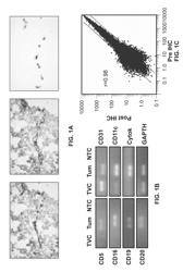 Methods and compositions for treating solid tumors and enhancing tumor vaccines