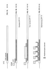 METHODS AND COMPOSITIONS FOR TREATING TRINUCLEOTIDE REPEAT DISORDERS