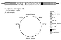 INTRACELLULAR TRANSLATION OF CIRCULAR RNA