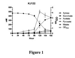 METABOLIC EVOLUTION OF ESCHERICHIA COLI STRAINS THAT PRODUCE ORGANIC ACIDS