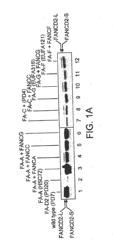 METHODS AND COMPOSITIONS FOR THE DIAGNOSIS OF CANCER SUSCEPTIBILITIES AND DEFECTIVE DNA REPAIR MECHANISMS AND TREATMENT THEREOF