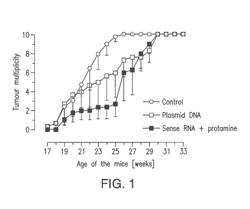 APPLICATION OF mRNA FOR USE AS A THERAPEUTIC AGAINST TUMOUR DISEASES