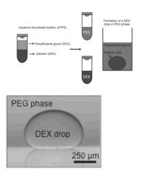 ENGINEERING INDIVIDUALLY ADDRESSABLE CELLULAR SPHEROIDS USING AQUEOUS TWO-PHASE SYSTEMS