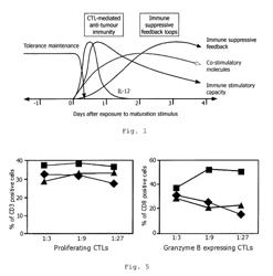 Methods for producing dendritic cells with an siRNA that interferes with MAPKAPK2 expression