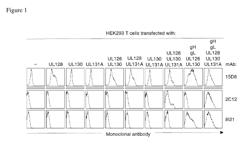 HUMAN CYTOMEGALOVIRUS NEUTRALIZING ANTIBODIES AND USE THEREOF