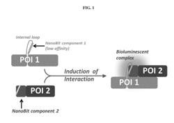 INTERNAL PROTEIN TAGS