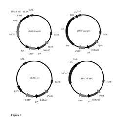 Production of Vectors for Non-Dividing Host Cells