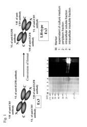 LH-type bispecific antibody