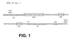 Stabilized bioactive peptides and methods of identification, synthesis, and use