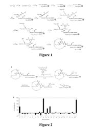 CHEMICAL SYNTHESIS AND SCREENING OF BICYCLIC PEPTIDE LIBRARIES