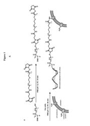 DNA-cell conjugates