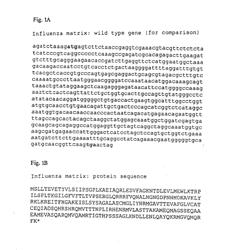 PHARMACEUTICAL COMPOSITION CONTAINING A STABILISED mRNA OPTIMISED FOR TRANSLATION IN ITS CODING REGIONS