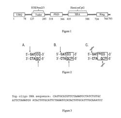 ACCURATE IN VITRO COPYING OF DNA METHYLATION