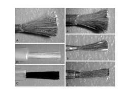 DICOTYLEDON TRANSGENIC METHOD FOR INVADING GROWING POINTS OF SEED SPROUTS OR SEEDLING STEMS MINIMALLY AND FULLY