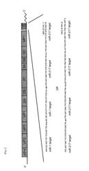 GENE-MODIFIED COXSACKIEVIRUS