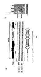 MICRO-RNA FAMILY THAT MODULATES FIBROSIS AND USES THEREOF