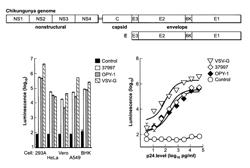 Virus-like particles (VLPs) prepared from chikungunya virus structural proteins