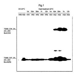 PLANT HEAT-RESISTANCE GENE JAZ5A AND USE THEREOF